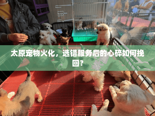 太原宠物火化，选错服务后的心碎如何挽回？