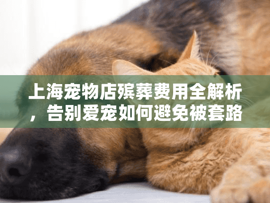 上海宠物店殡葬费用全解析，告别爱宠如何避免被套路？
