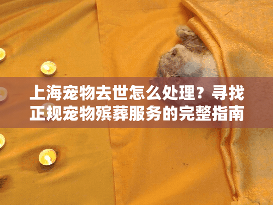 上海宠物去世怎么处理？寻找正规宠物殡葬服务的完整指南