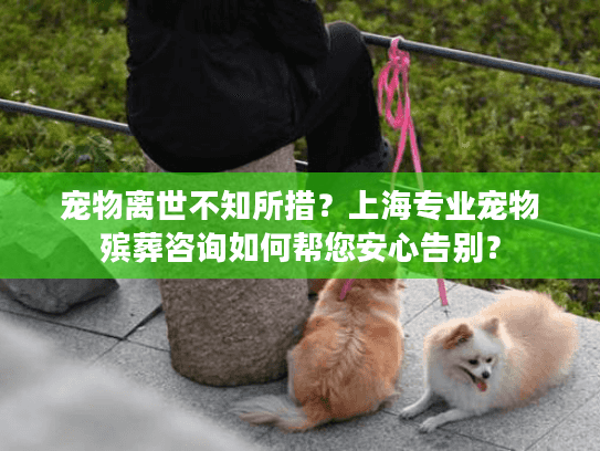 宠物离世不知所措？上海专业宠物殡葬咨询如何帮您安心告别？