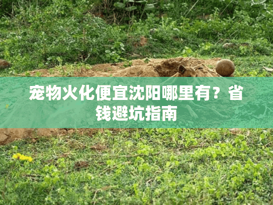 宠物火化便宜沈阳哪里有？省钱避坑指南