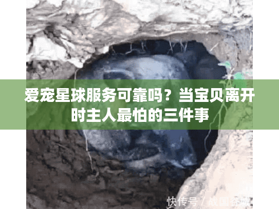 爱宠星球服务可靠吗？当宝贝离开时主人最怕的三件事