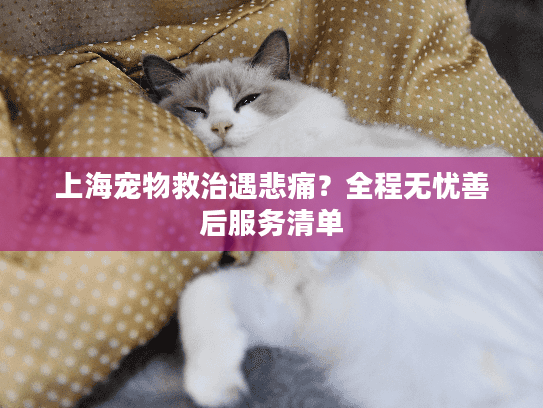 上海宠物救治遇悲痛？全程无忧善后服务清单