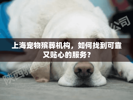 上海宠物殡葬机构，如何找到可靠又贴心的服务？