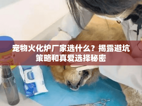 宠物火化炉厂家选什么？揭露避坑策略和真爱选择秘密