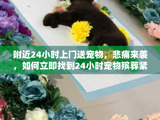 附近24小时上门送宠物，悲痛来袭，如何立即找到24小时宠物殡葬紧急服务？