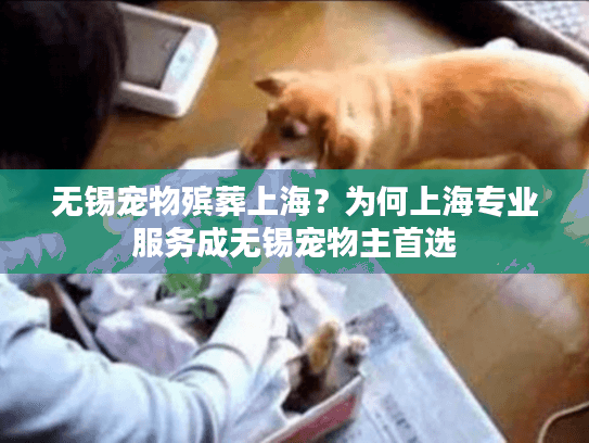 无锡宠物殡葬上海？为何上海专业服务成无锡宠物主首选