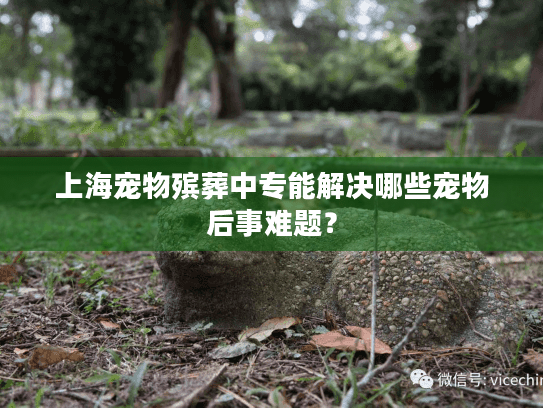 上海宠物殡葬中专能解决哪些宠物后事难题？