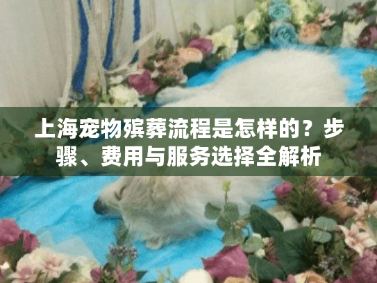 上海宠物殡葬流程是怎样的？步骤、费用与服务选择全解析