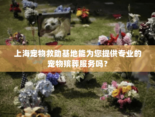 上海宠物救助基地能为您提供专业的宠物殡葬服务吗？