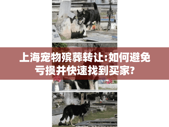 上海宠物殡葬转让:如何避免亏损并快速找到买家?