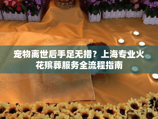 宠物离世后手足无措？上海专业火花殡葬服务全流程指南