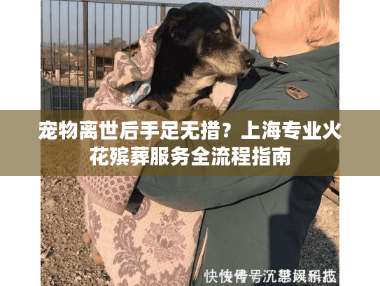 宠物离世后手足无措？上海专业火花殡葬服务全流程指南