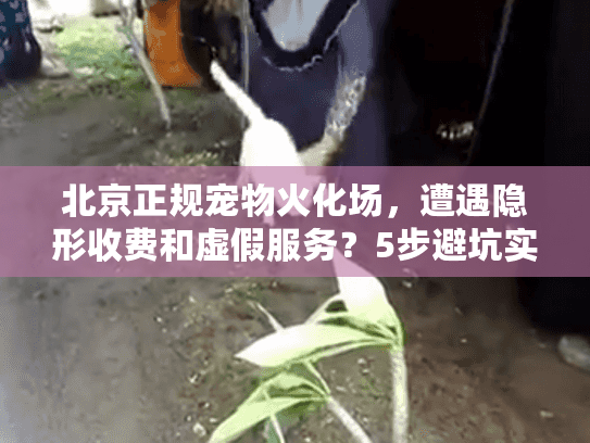 北京正规宠物火化场，遭遇隐形收费和虚假服务？5步避坑实操手册
