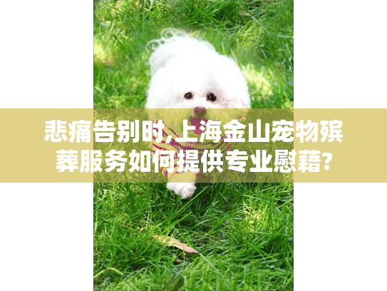 悲痛告别时,上海金山宠物殡葬服务如何提供专业慰藉?
