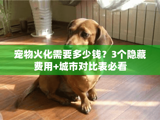 宠物火化需要多少钱？3个隐藏费用+城市对比表必看