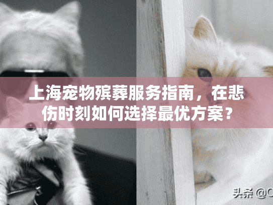 上海宠物殡葬服务指南，在悲伤时刻如何选择最优方案？