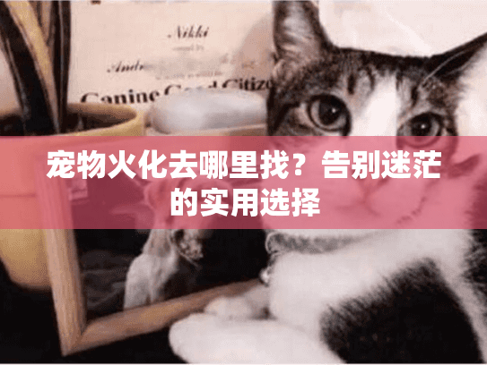 宠物火化去哪里找？告别迷茫的实用选择