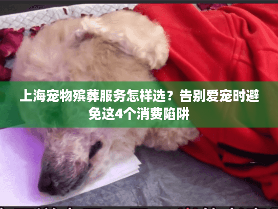 上海宠物殡葬服务怎样选？告别爱宠时避免这4个消费陷阱