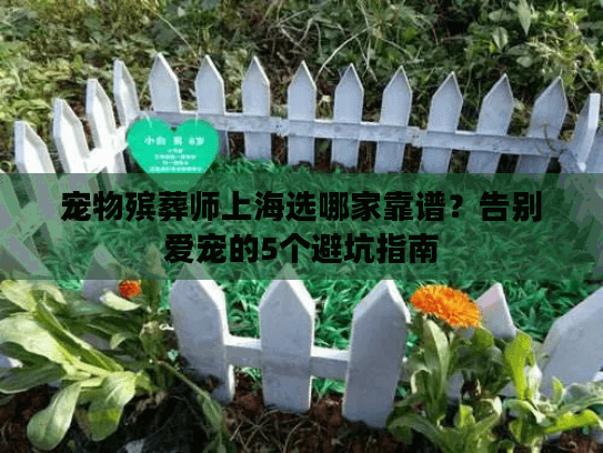 宠物殡葬师上海选哪家靠谱？告别爱宠的5个避坑指南