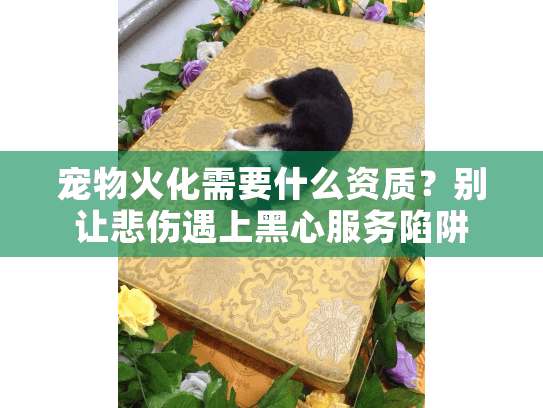 宠物火化需要什么资质？别让悲伤遇上黑心服务陷阱