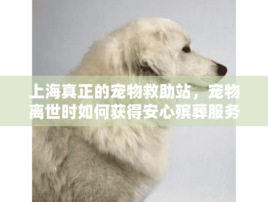 上海真正的宠物救助站，宠物离世时如何获得安心殡葬服务