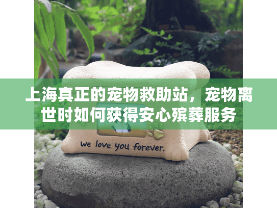 上海真正的宠物救助站，宠物离世时如何获得安心殡葬服务