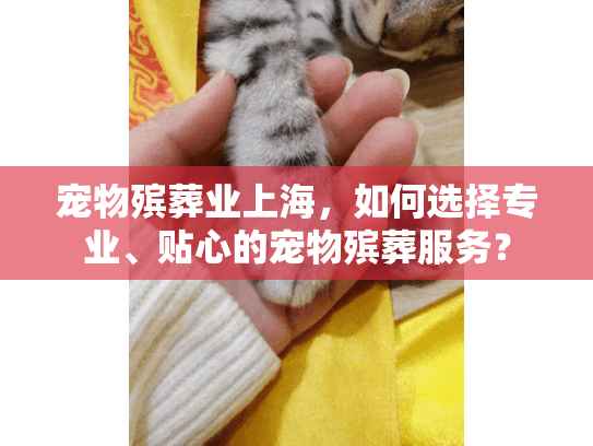 宠物殡葬业上海，如何选择专业、贴心的宠物殡葬服务？