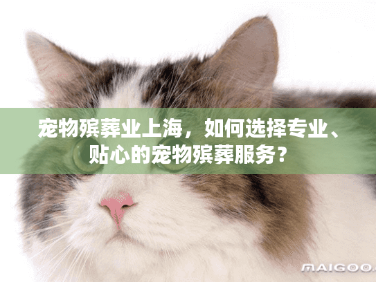 宠物殡葬业上海，如何选择专业、贴心的宠物殡葬服务？