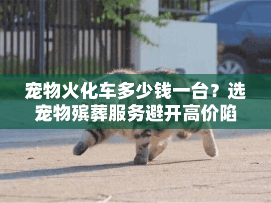 宠物火化车多少钱一台？选宠物殡葬服务避开高价陷阱的心痛时刻