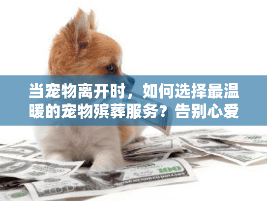 当宠物离开时，如何选择最温暖的宠物殡葬服务？告别心爱伴侣的实用指南