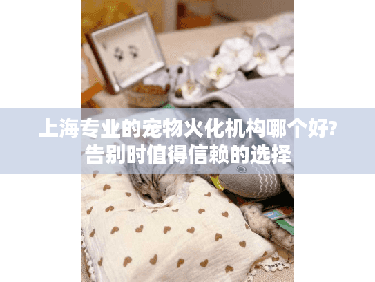 上海专业的宠物火化机构哪个好?告别时值得信赖的选择