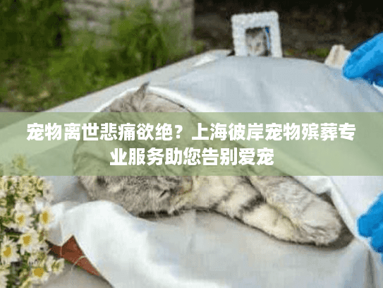宠物离世悲痛欲绝？上海彼岸宠物殡葬专业服务助您告别爱宠