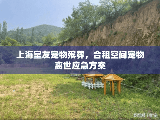 上海室友宠物殡葬，合租空间宠物离世应急方案