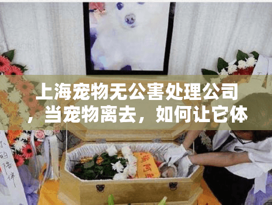 上海宠物无公害处理公司，当宠物离去，如何让它体面又环保？