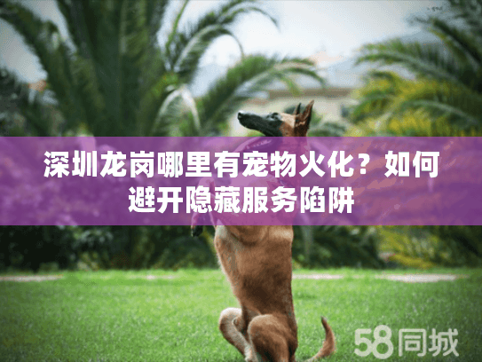 深圳龙岗哪里有宠物火化？如何避开隐藏服务陷阱