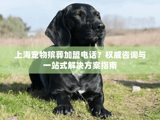 上海宠物殡葬加盟电话？权威咨询与一站式解决方案指南
