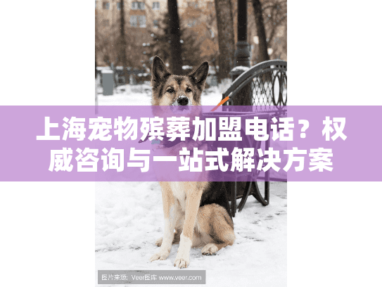 上海宠物殡葬加盟电话？权威咨询与一站式解决方案指南