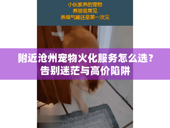 附近沧州宠物火化服务怎么选？告别迷茫与高价陷阱