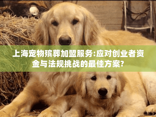 上海宠物殡葬加盟服务:应对创业者资金与法规挑战的最佳方案?