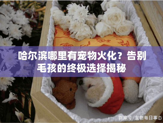 哈尔滨哪里有宠物火化？告别毛孩的终极选择揭秘