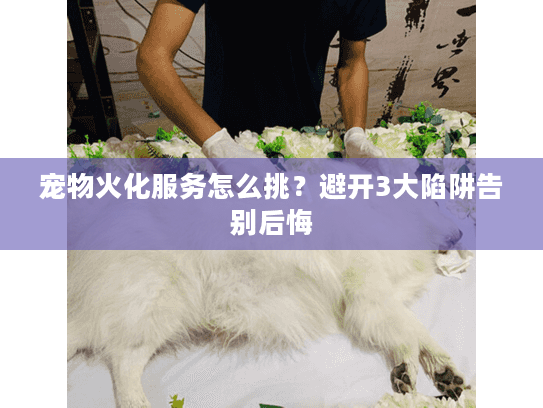 宠物火化服务怎么挑？避开3大陷阱告别后悔