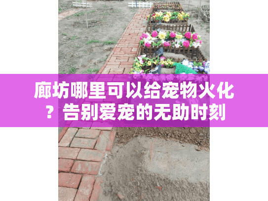 廊坊哪里可以给宠物火化?告别爱宠的无助时刻 廊坊哪里可以给宠物火化?告别爱宠的无助时刻