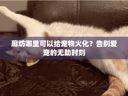 廊坊哪里可以给宠物火化?告别爱宠的无助时刻 廊坊哪里可以给宠物火化?告别爱宠的无助时刻