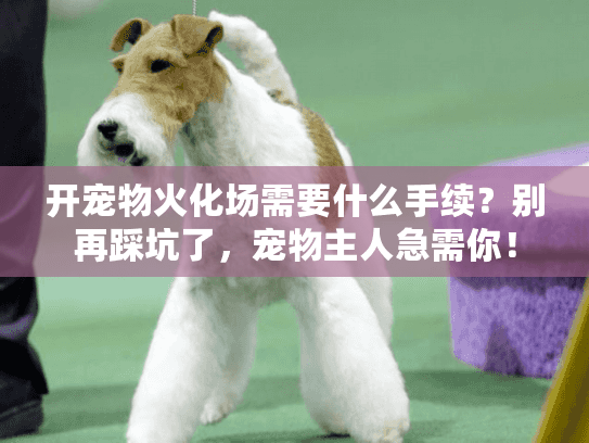 开宠物火化场需要什么手续？别再踩坑了，宠物主人急需你！