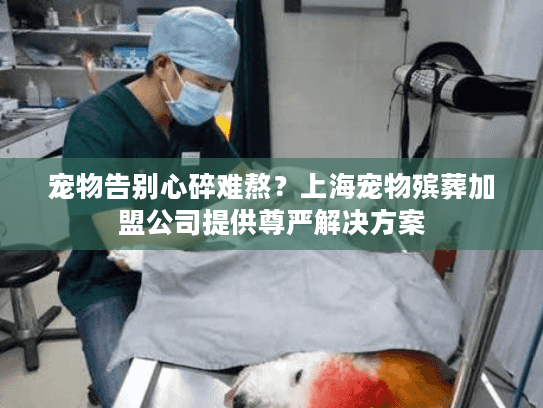 宠物告别心碎难熬？上海宠物殡葬加盟公司提供尊严解决方案