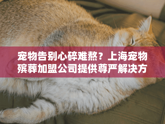 宠物告别心碎难熬？上海宠物殡葬加盟公司提供尊严解决方案