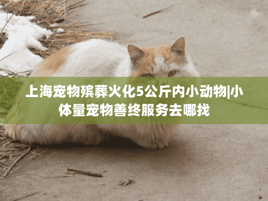 上海宠物殡葬火化5公斤内小动物|小体量宠物善终服务去哪找
