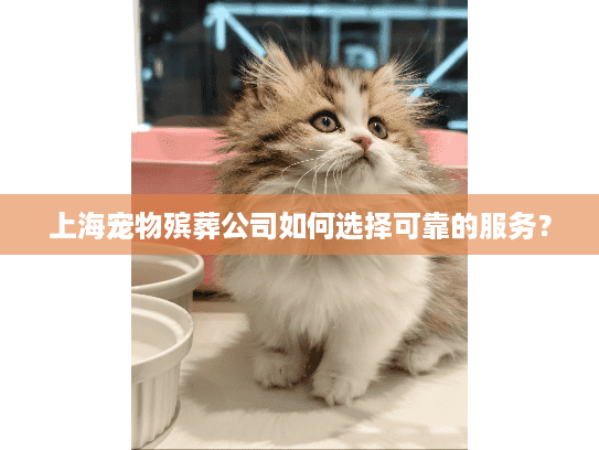 上海宠物殡葬公司如何选择可靠的服务？