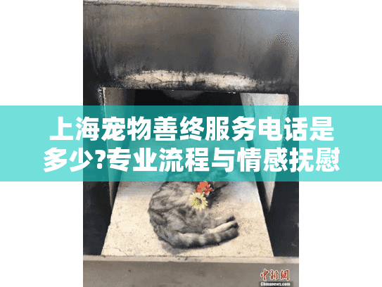 上海宠物善终服务电话是多少?专业流程与情感抚慰全解析